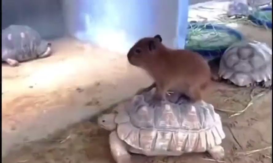 capybara on turtle shell