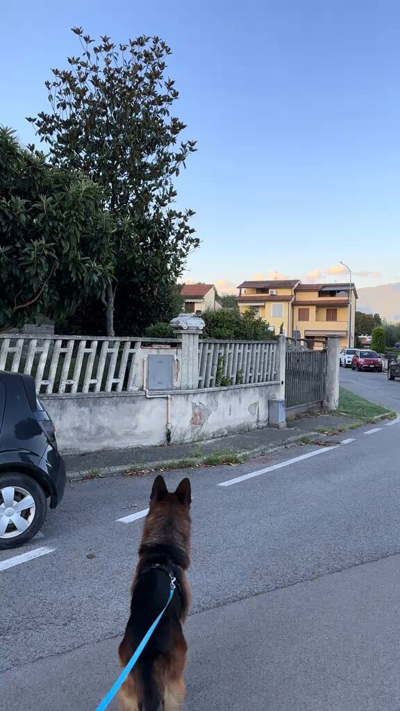 German Shepherd dog on leash