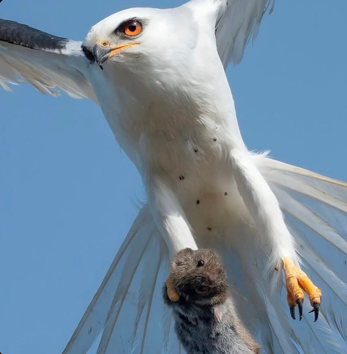 White hawk predation moment (photo 2 of 3)