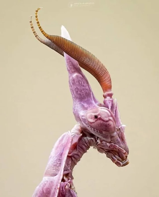 Conehead Praying Mantis