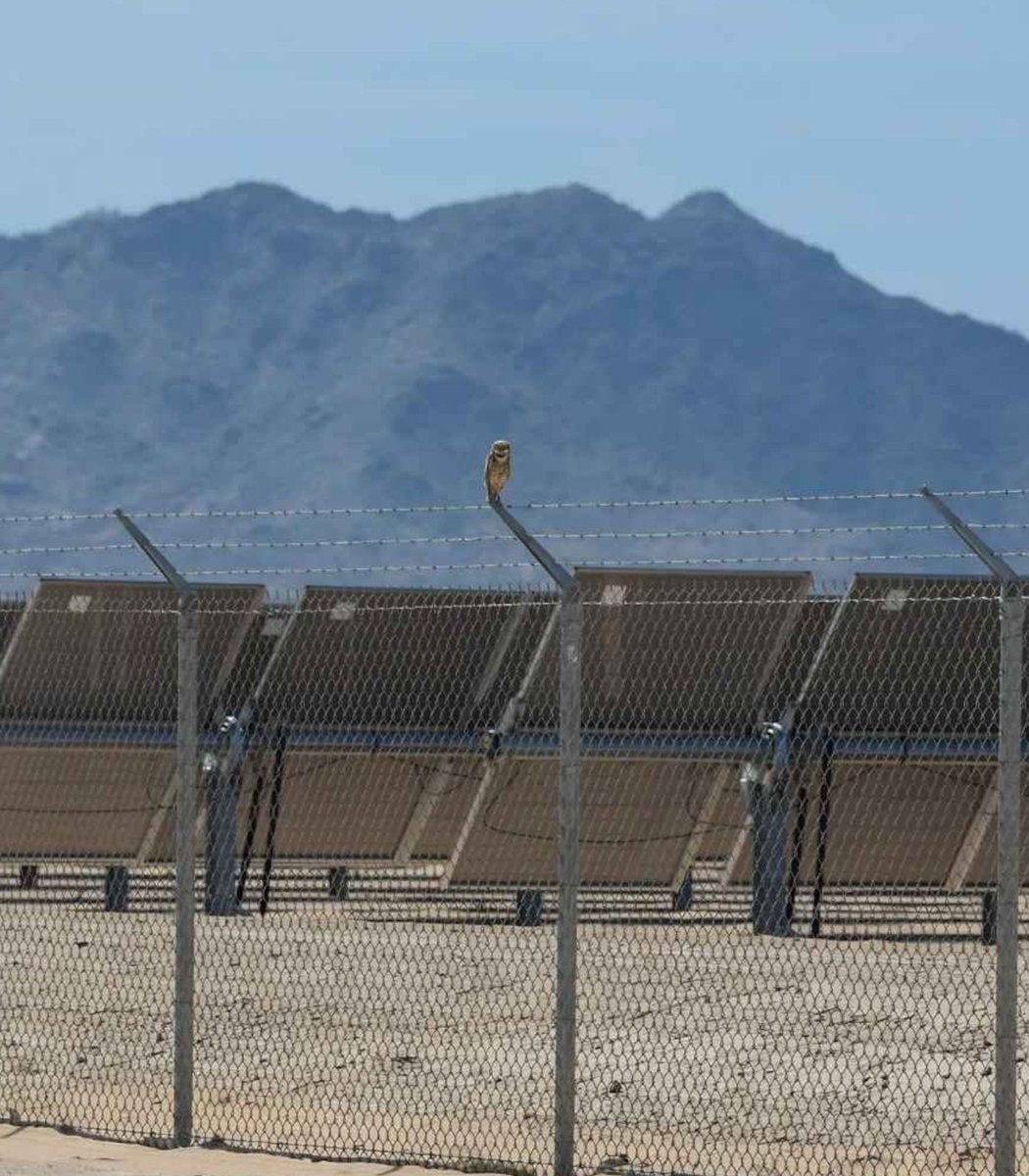 Arizona burrowing owls thrive at solar farm (photo 2 of 2)