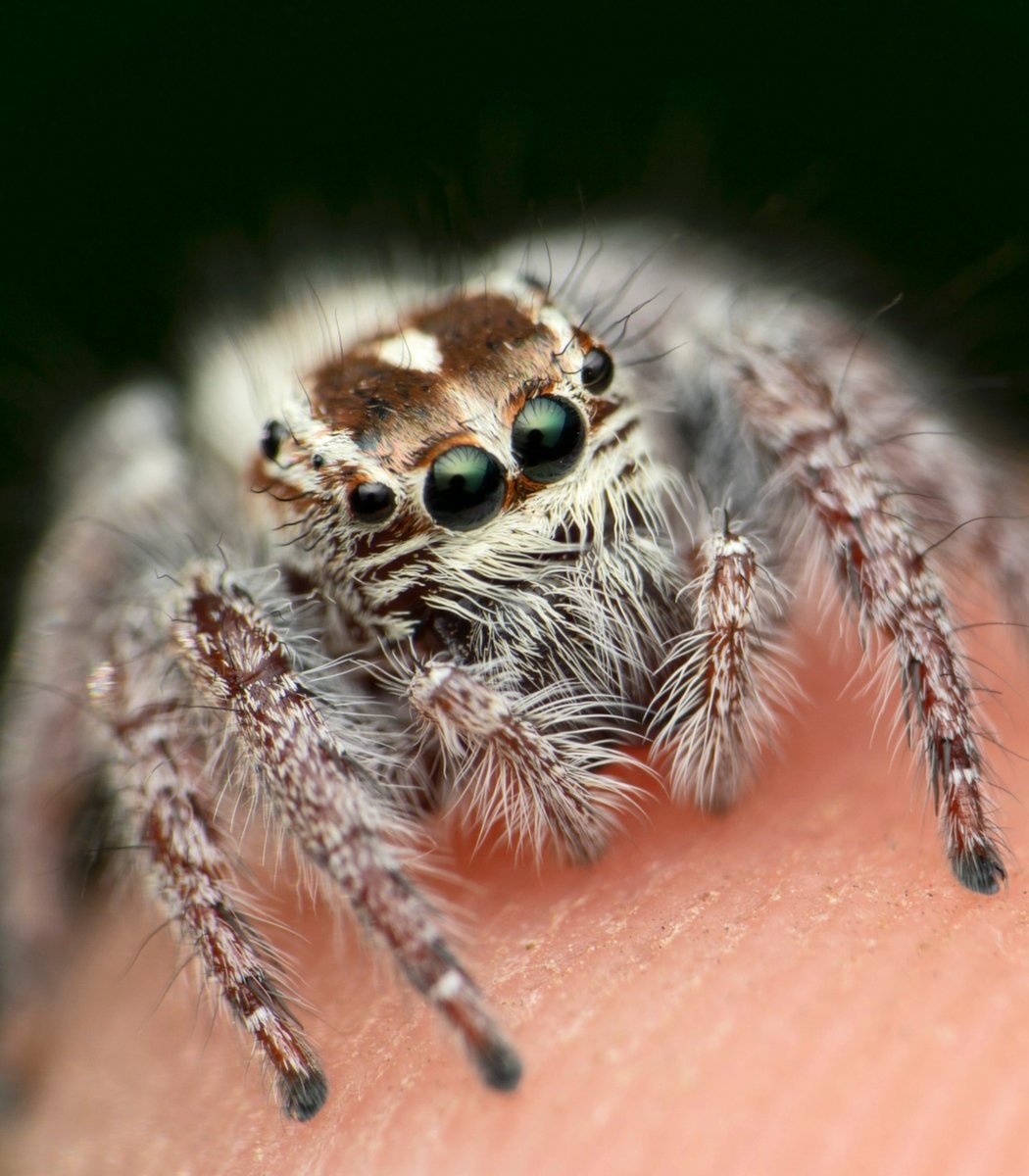 Jumping spiders as house pets (photo 3 of 4)