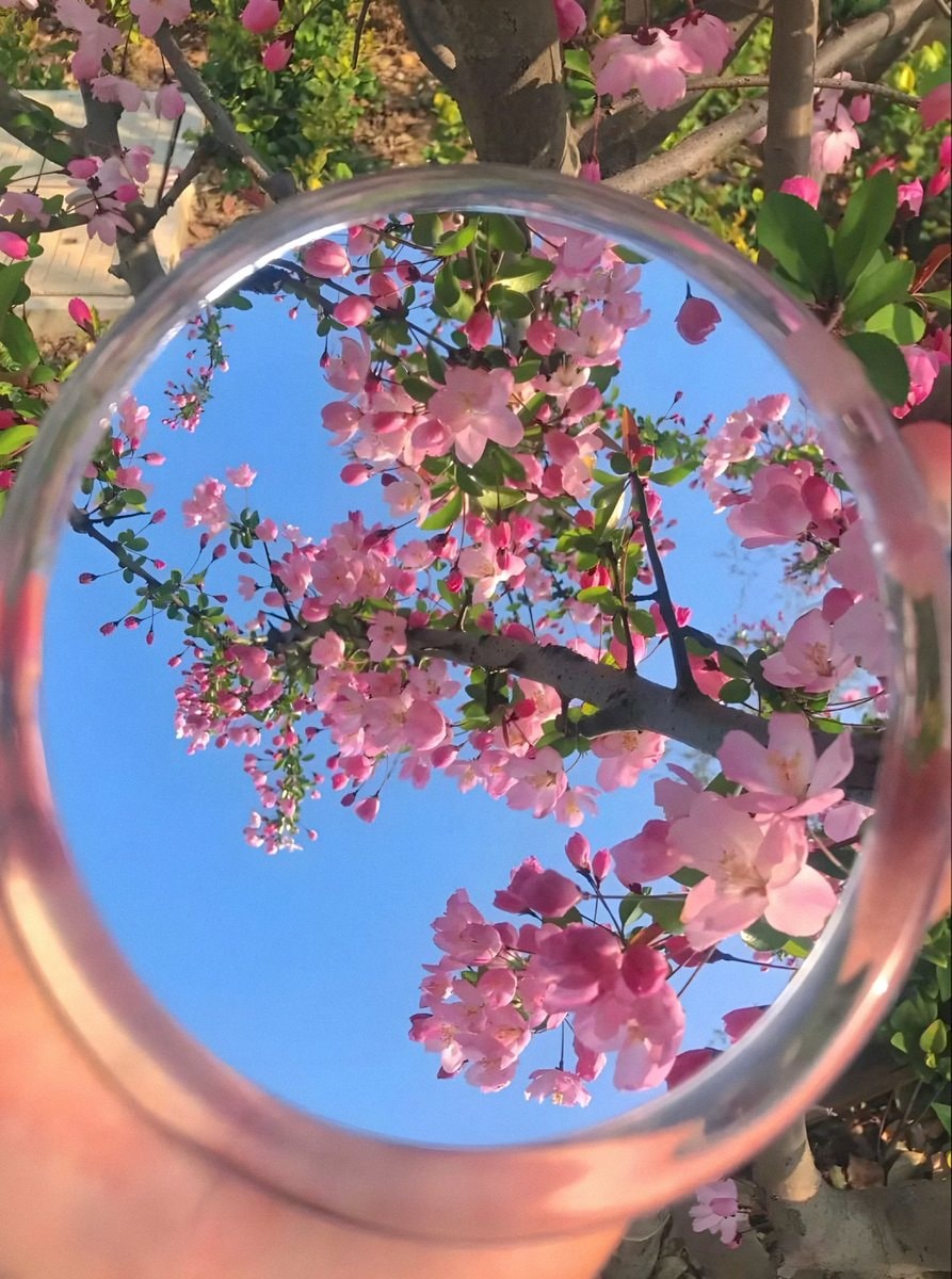 Book with mirror and blossoms (photo 2 of 2)