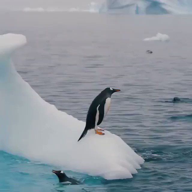 penguin on iceberg