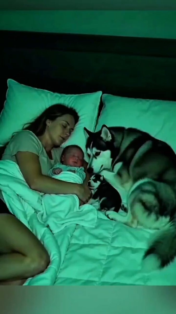 peaceful sleep with huskies