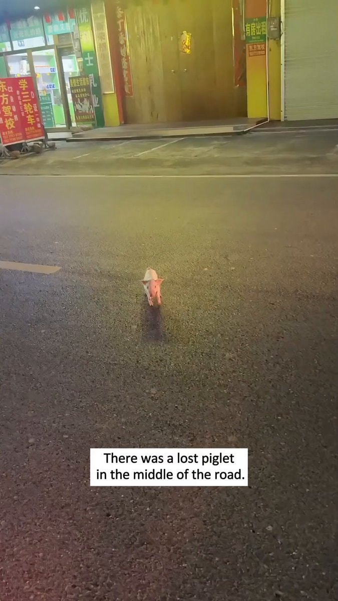 Lost piglet rescued and given a home