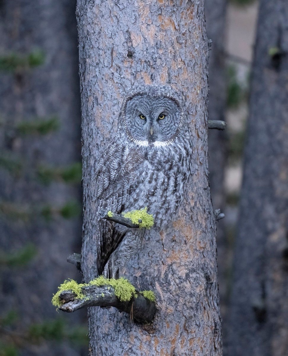 Great grey owl camouflage by Steve Lefkovits