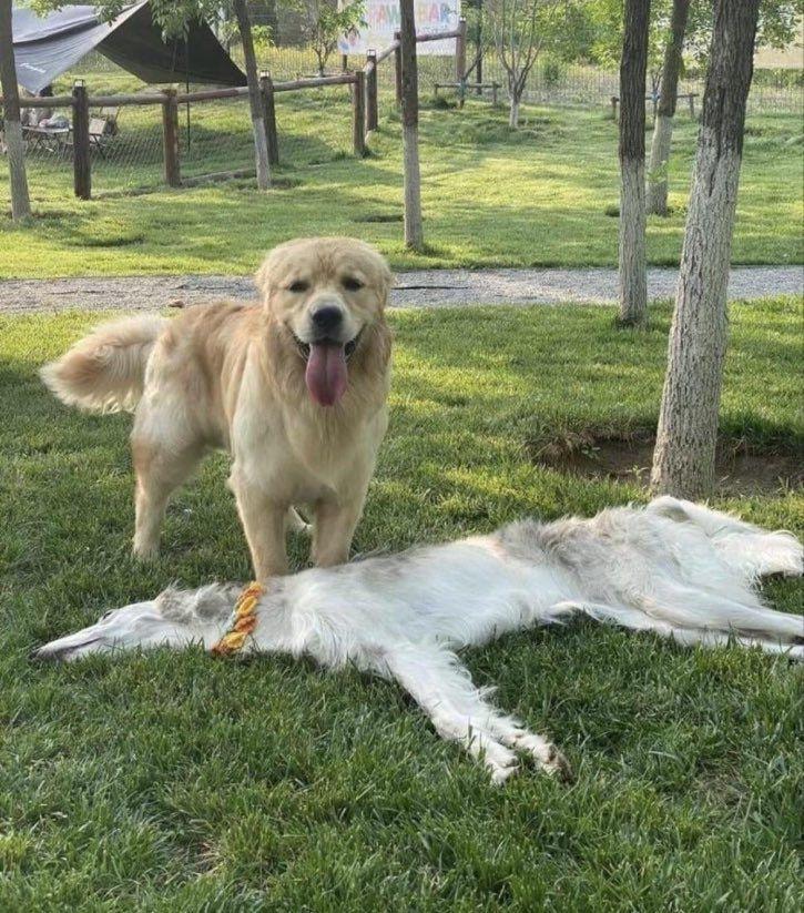 Borzoi dog stretched out on grass