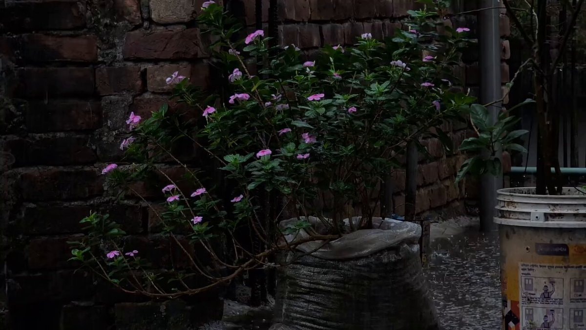 potted plant with pink flowers