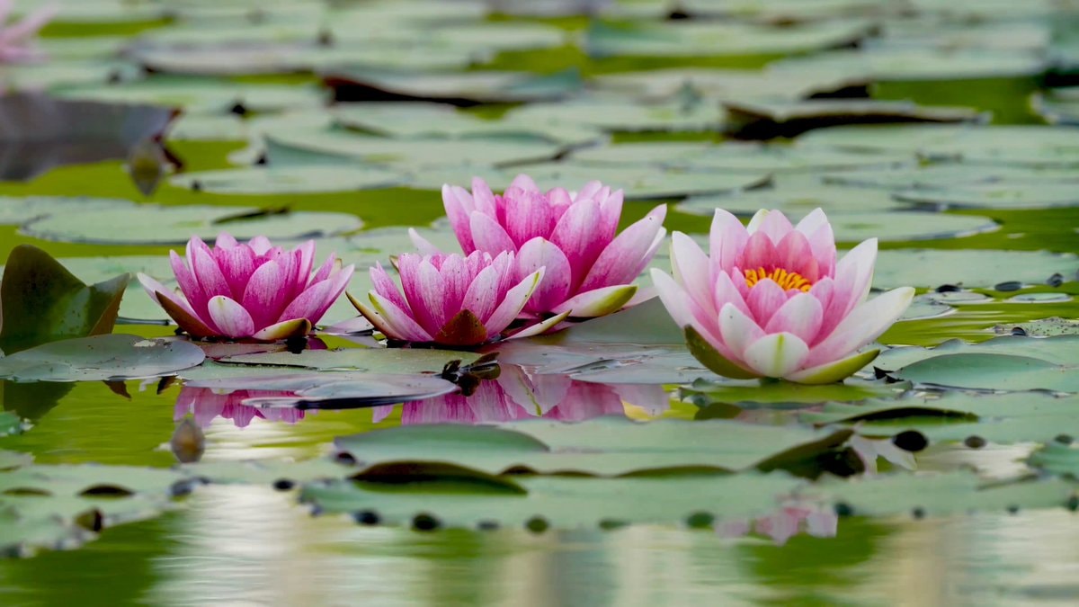 Pink water lilies