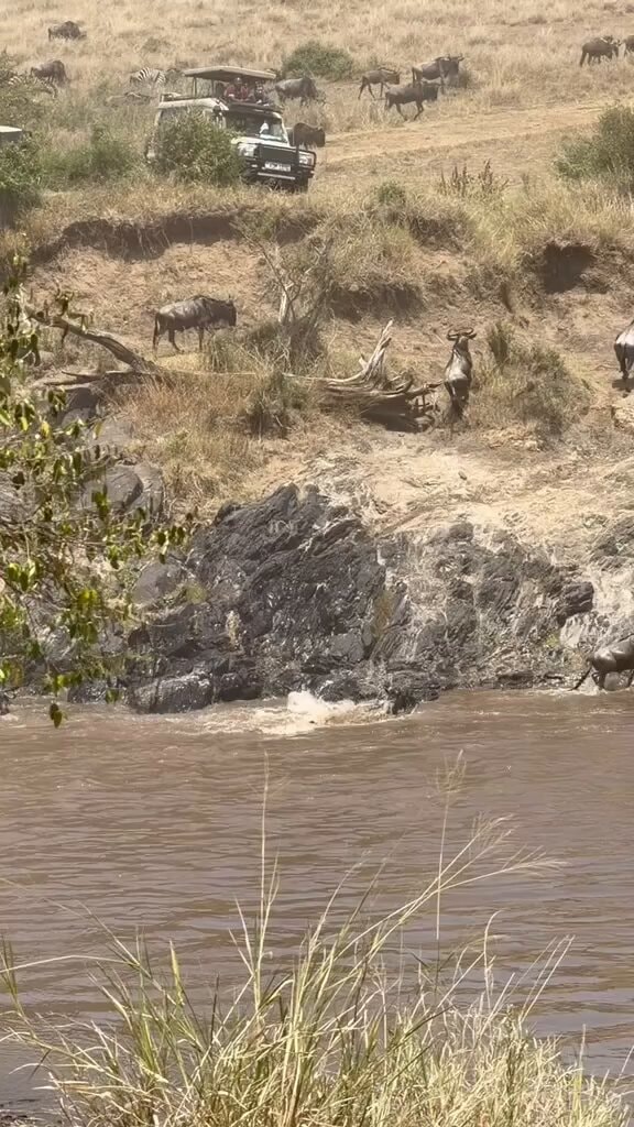 Wildebeest crossing muddy river