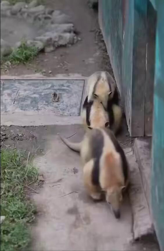 anteater family ride