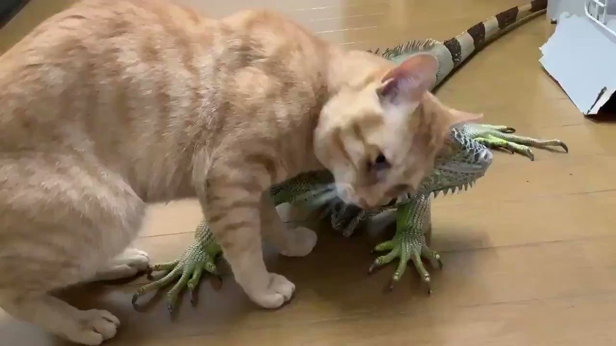 cat and iguana texture