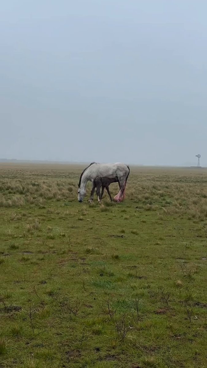 horse foal nursing mother