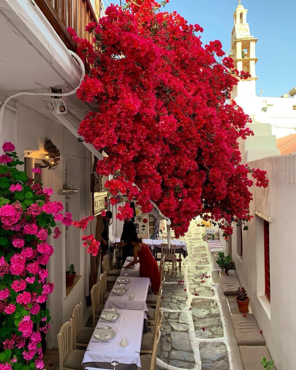 Mykonos Greece sandal shop bougainvillea (photo 3 of 4)