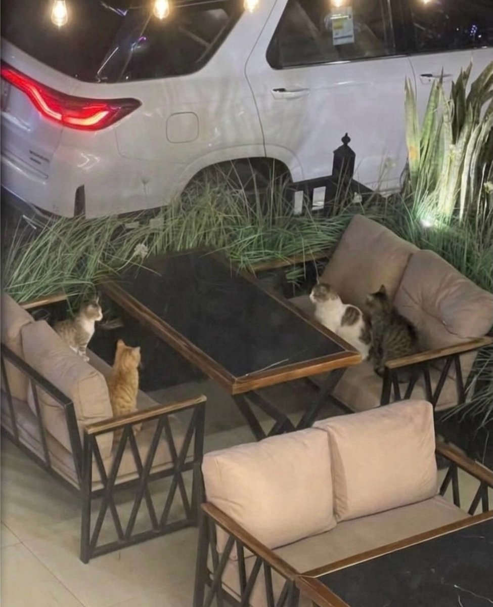 cats on outdoor furniture