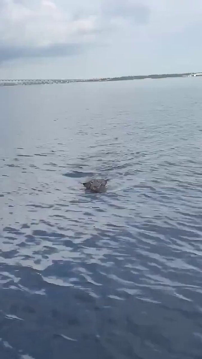 Jaguar rescued by soldiers