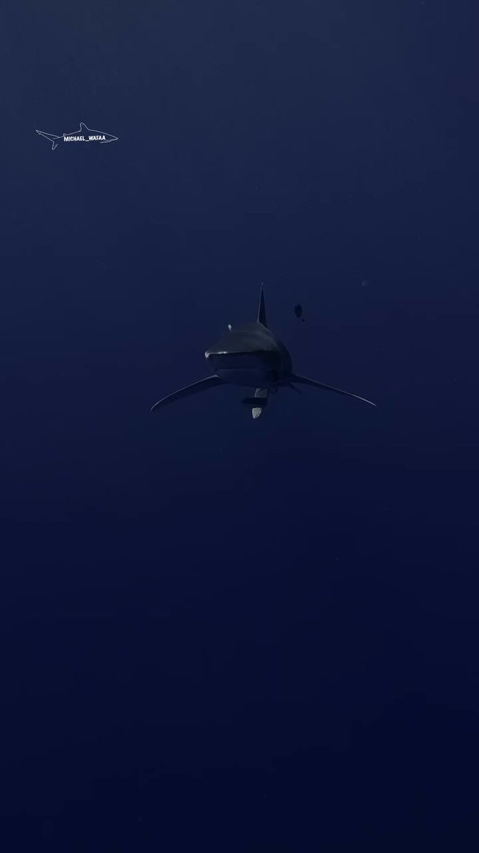 Oceanic Whitetip Shark Brothers Island