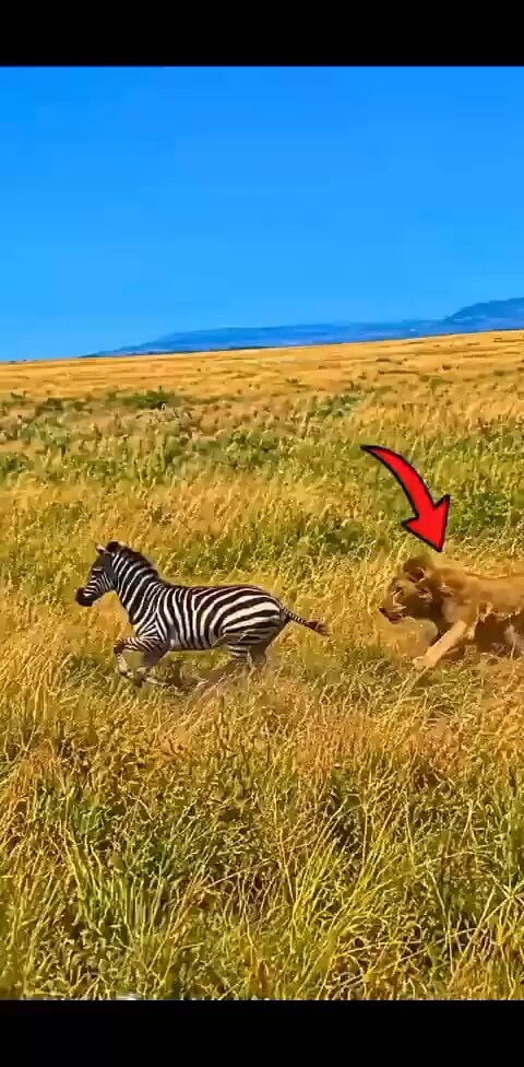 zebra chased by lion
