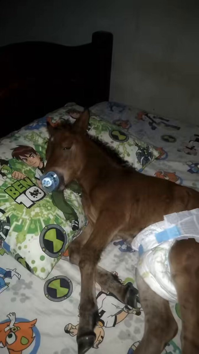 baby horse ben 10