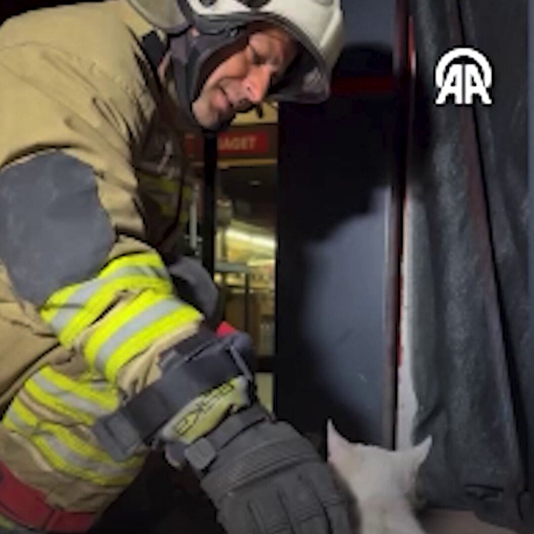 Düzce Turkey kitten rescue