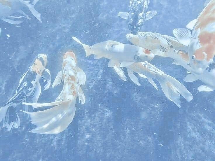 Pale blue fish aquarium 🪼 (photo 4 of 4)