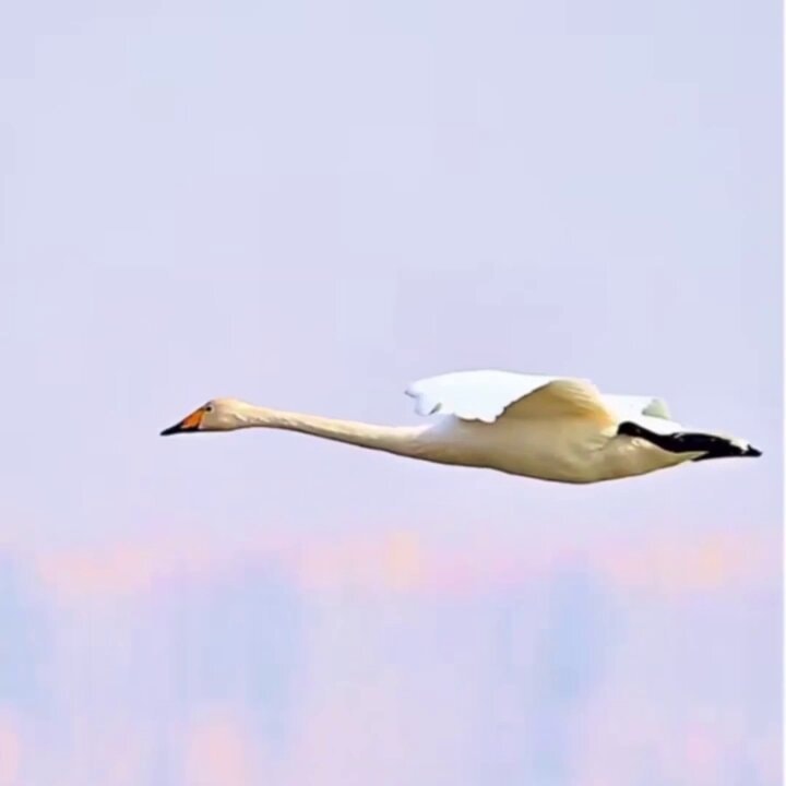 swan landing technique