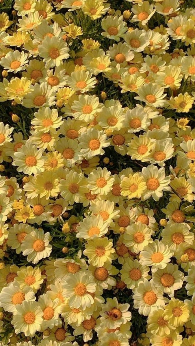 bee on yellow daisies