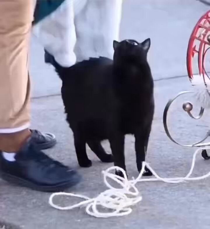 Black cat looks up