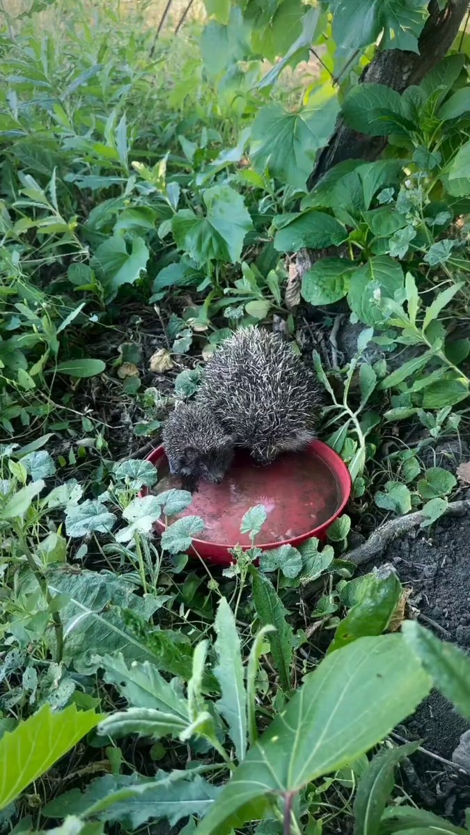 Baby hedgehog drinking water with mom