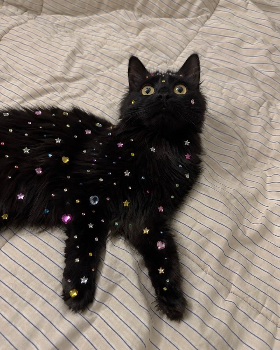 black cat with rhinestones (photo 1 of 2)