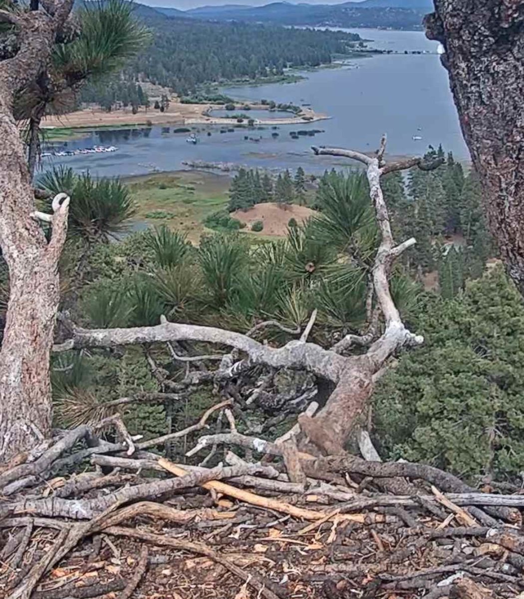 jackie and shadow save california forest (photo 2 of 2)