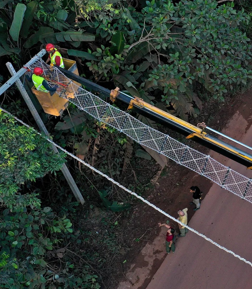 Brazil Amazon rope bridges for monkeys (photo 2 of 2)