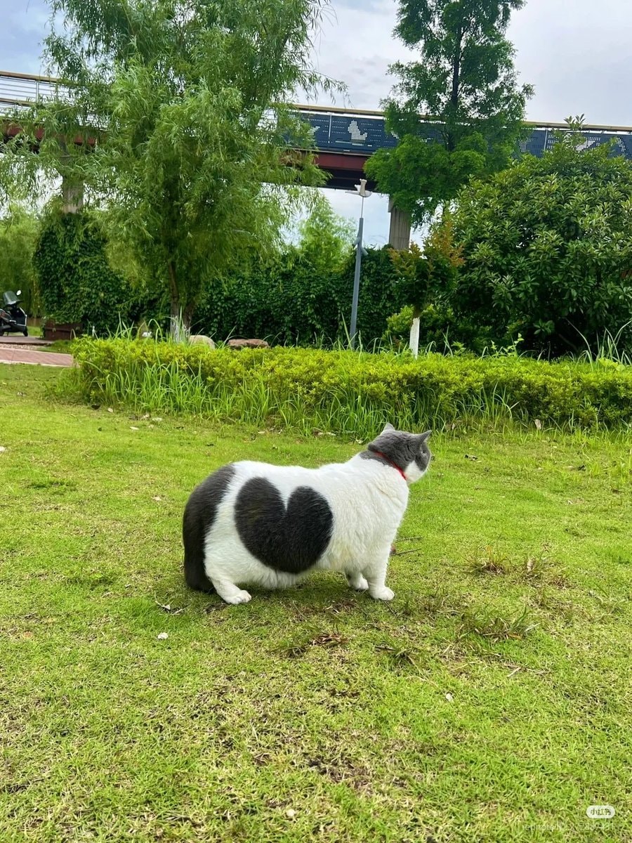 heart-marked cat (photo 2 of 2)
