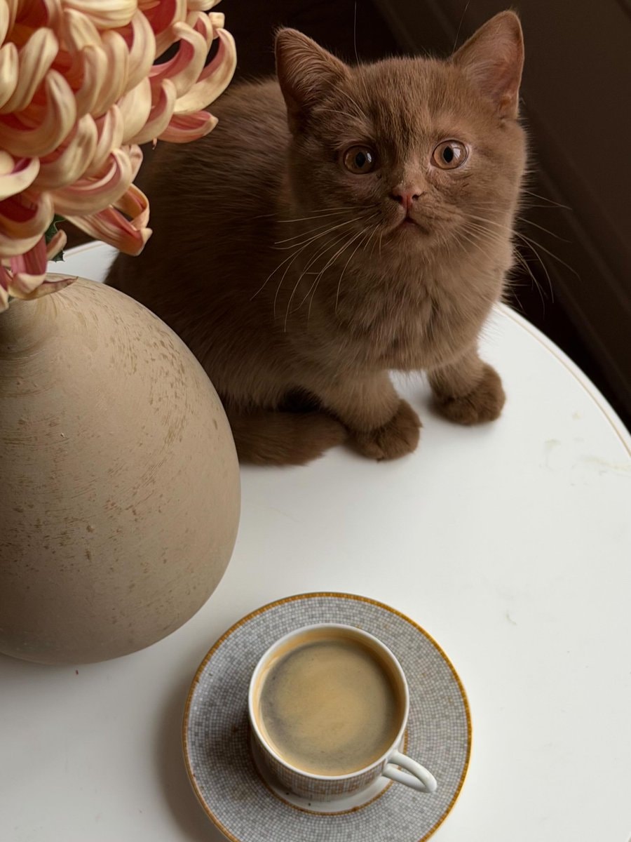 fluffy brown cat with orange eyes (photo 4 of 4)