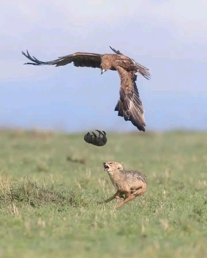 Jackal chases eagle in Maasai Mara