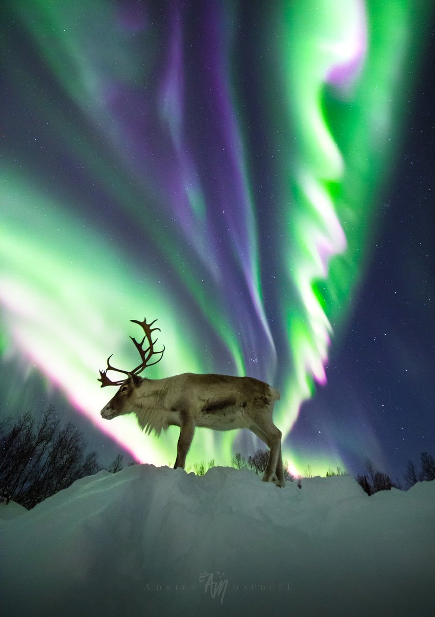 Reindeer posing under aurora borealis