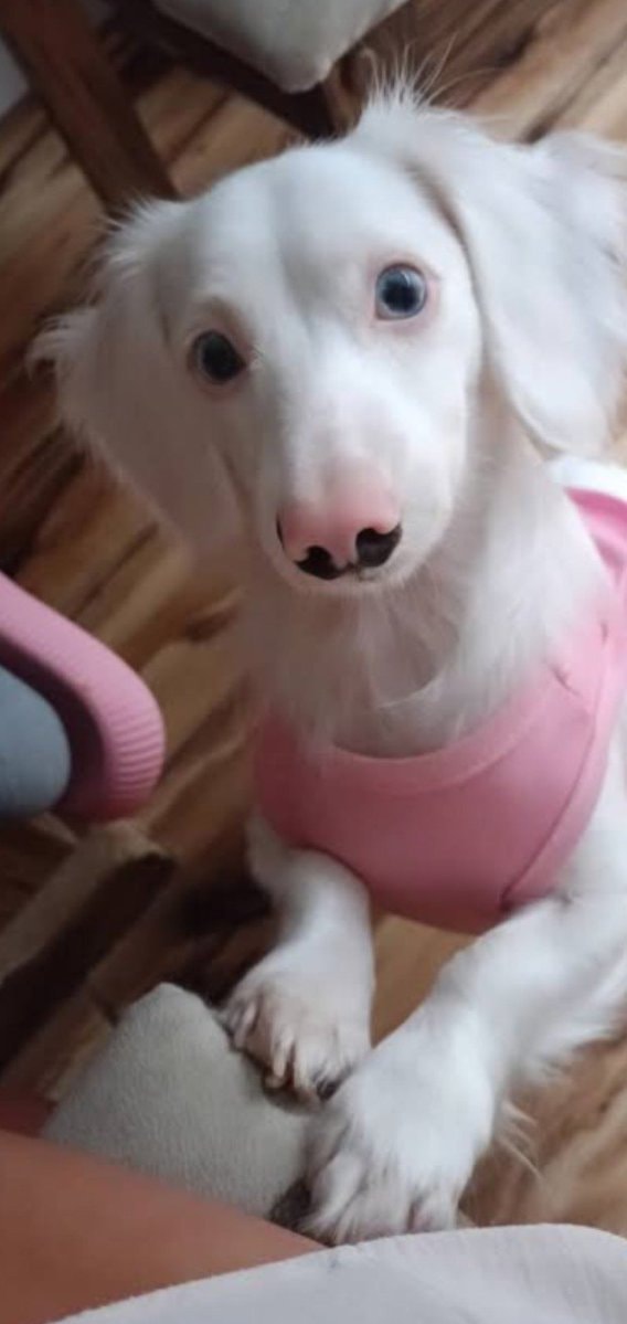 Cute dachshund looking at camera (photo 2 of 2)