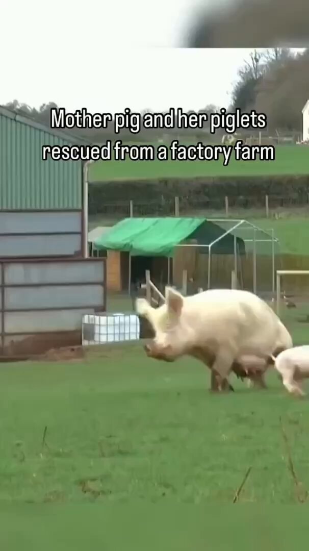 Mother pig and piglets rescued from factory farm