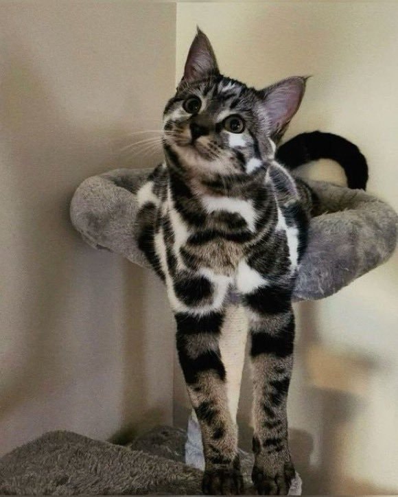 Black and white spotted cat on a cat tree (photo 2 of 2)