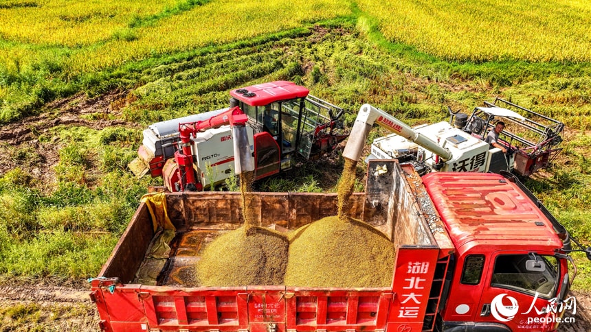 Jiangxi farmers harvest early-season rice (photo 3 of 4) Jiangxi farmers harvest early-season rice (photo 3 of 4)