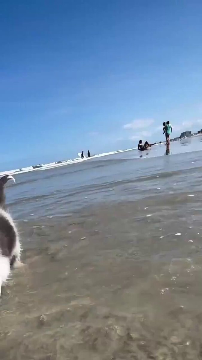 dog at the beach