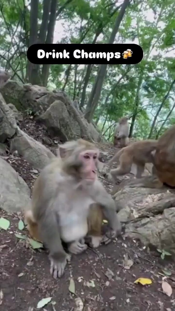 monkey drinking liquor