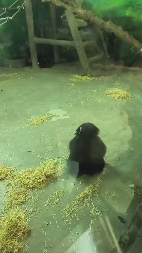 Monkey using bucket as tool