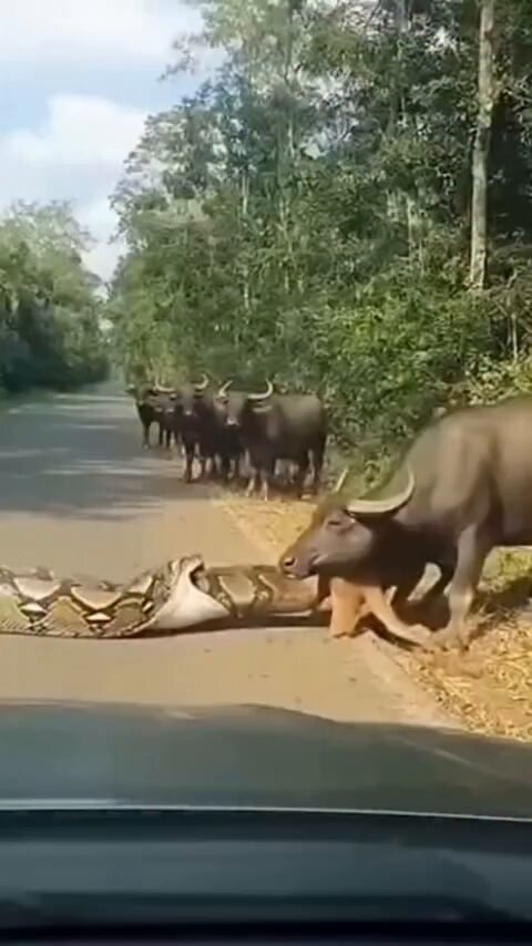 Water buffalo attacks python