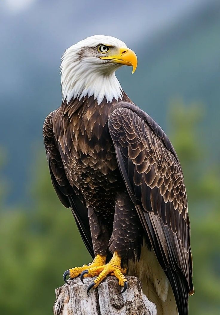 Bald Eagle Population United States
