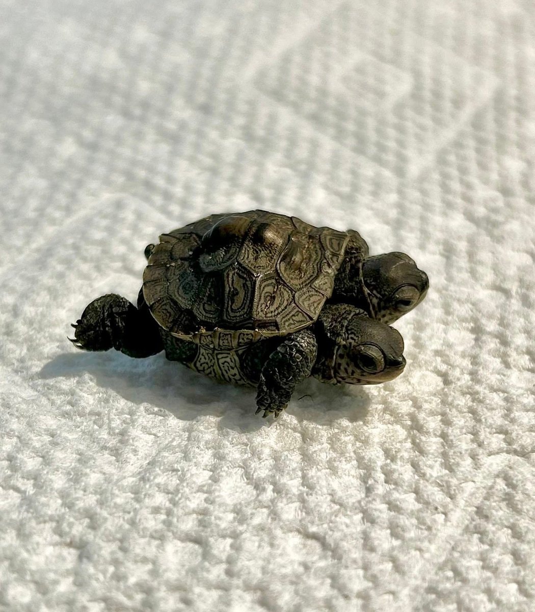 Two-headed Diamondback turtle found in Massachusetts