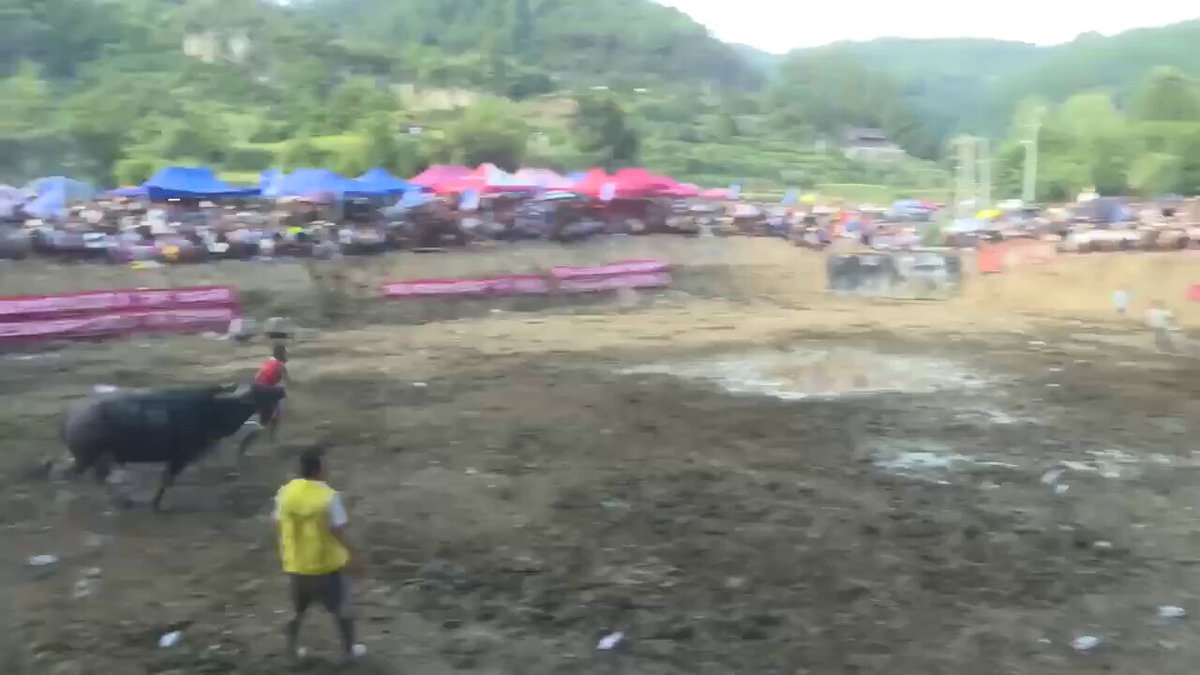 Buffalo fight in Guizhou China Buffalo fight in Guizhou China