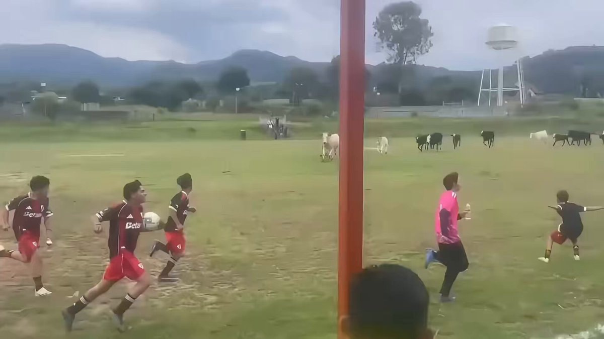 Cows interrupt soccer match in Michoacán