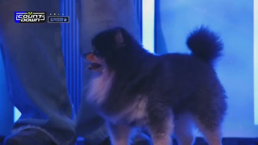 Taehyung Yeontan National Dog Day